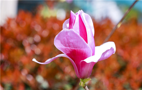 春暖花開，等你歸來——邀你云賞南新春景，以慰思念