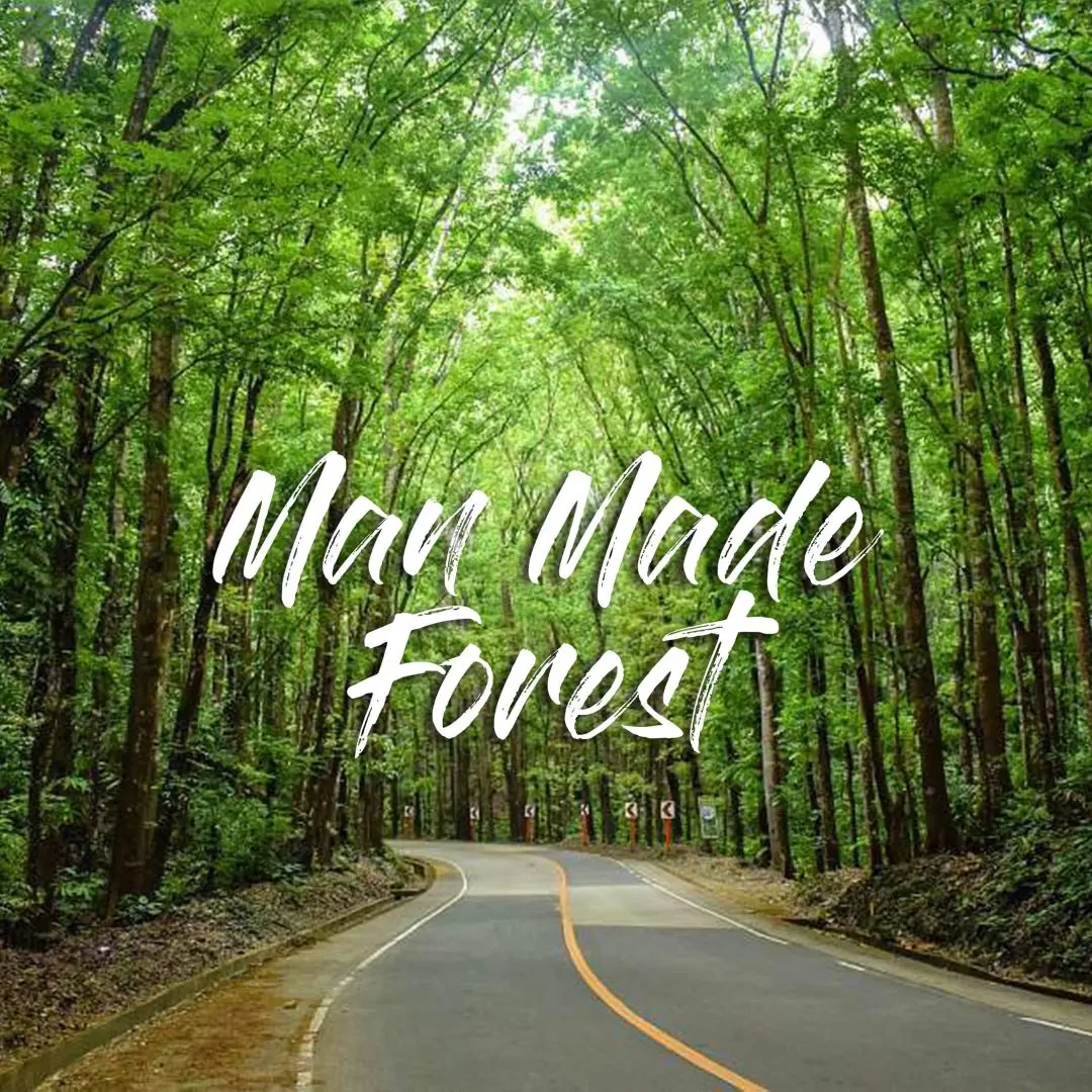 Bilar Man Made Forest